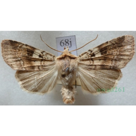 Diarsia mendica (Fabricius, 1775) Rolnica jagodówka Czech68j